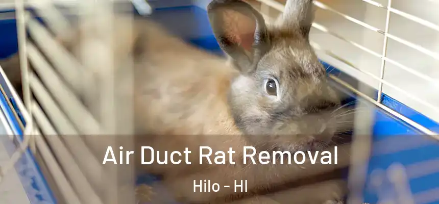  Air Duct Rat Removal Hilo - HI